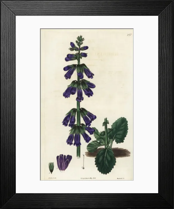 Framed Print : Pyrenean deadnettle or dragonmouth, Horminum pyrenaicum