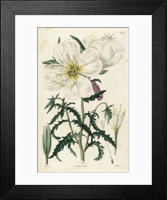 Framed Print : Mexican primrose or handsome white oenothera Framed Print : Mexican primrose or handsome white oenothera