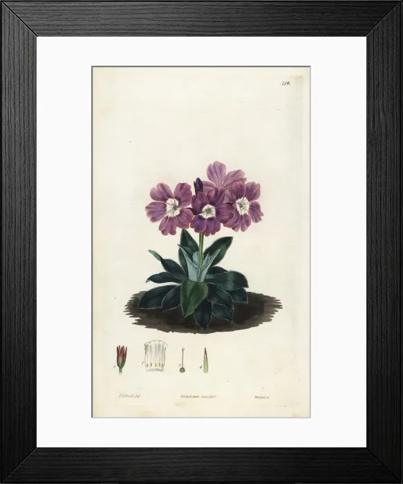 Framed Print : Glaucescent-leaved primrose, Primula glaucescens Framed Print : Glaucescent-leaved primrose, Primula glaucescens