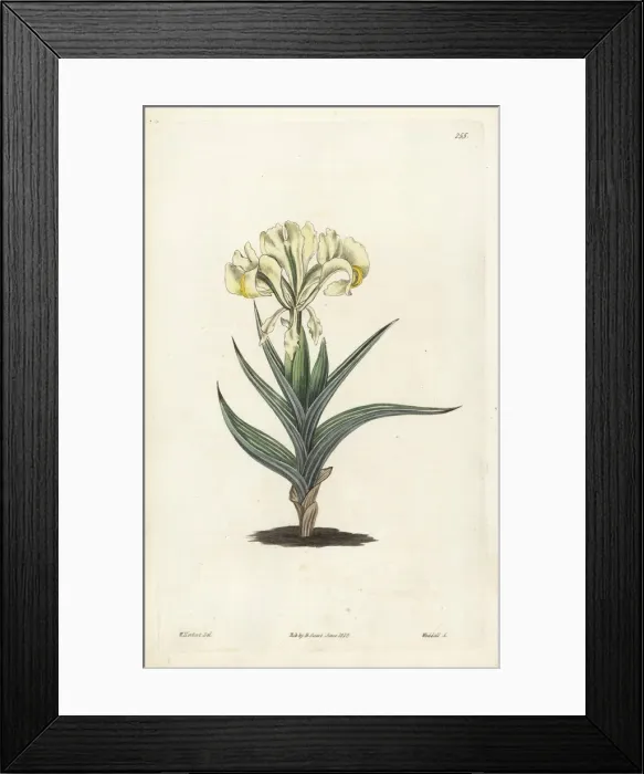 Framed Print : Caucasean iris, Iris caucasica Framed Print : Caucasean iris, Iris caucasica