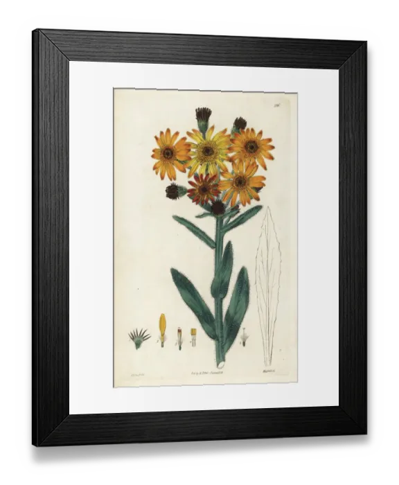 Framed Print : Tephroseris integrifolia Framed Print : Tephroseris integrifolia