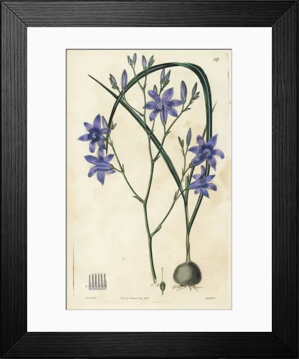 Framed Print : Conanthera campanulata Framed Print : Conanthera campanulata