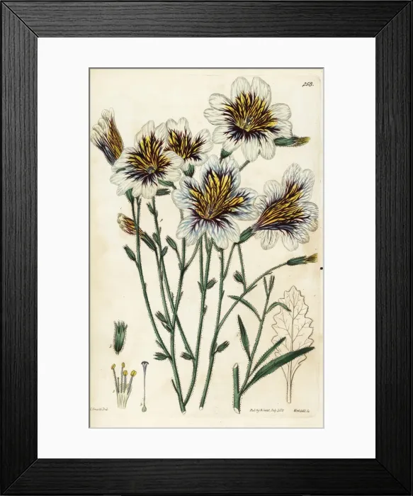 Framed Print : Painted tongue, Salpiglossis sinuata Framed Print : Painted tongue, Salpiglossis sinuata