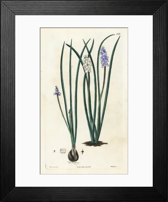 Framed Print : Pseudomuscari pallens Framed Print : Pseudomuscari pallens