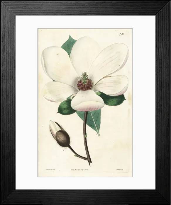 Framed Print : Saucer magnolia, Magnolia soulangeana Framed Print : Saucer magnolia, Magnolia soulangeana
