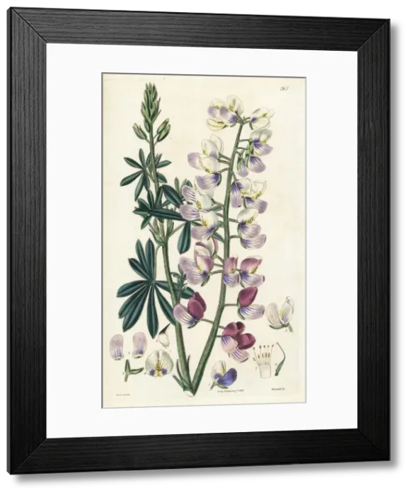 Framed Print : Woolly various-coloured lupine, Lupinus tomentosus Framed Print : Woolly various-coloured lupine, Lupinus tomentosus