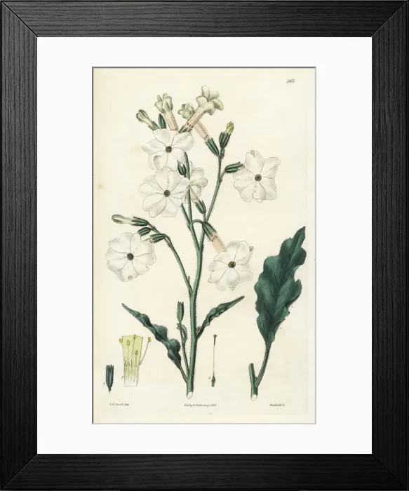 Framed Print : Night-flowering tobacco, Nicotiana noctiflora Framed Print : Night-flowering tobacco, Nicotiana noctiflora