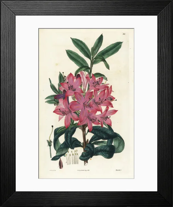 Framed Print : Mr. Gowens rhododendron, Rhododendron gowenianum Framed Print : Mr. Gowens rhododendron, Rhododendron gowenianum