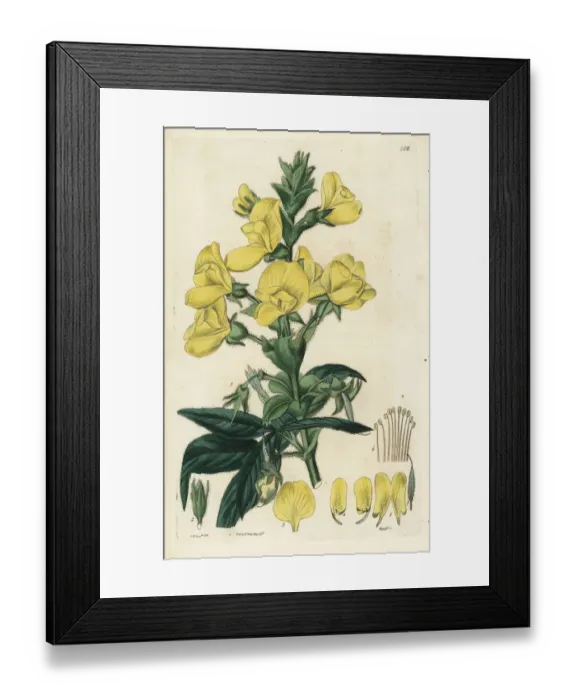 Framed Print : Nepaul piptanthus, Piptanthus nepalensis Framed Print : Nepaul piptanthus, Piptanthus nepalensis
