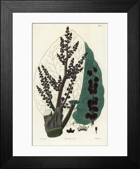 Framed Print : Officinal rhubarb, Rheum australe