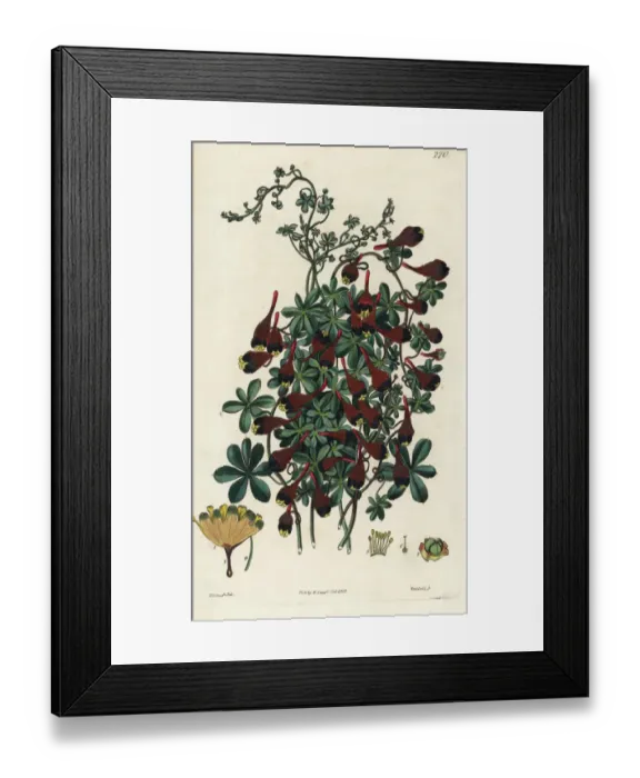 Framed Print : Three-coloured Indian cress, Tropaeolum tricolor Framed Print : Three-coloured Indian cress, Tropaeolum tricolor
