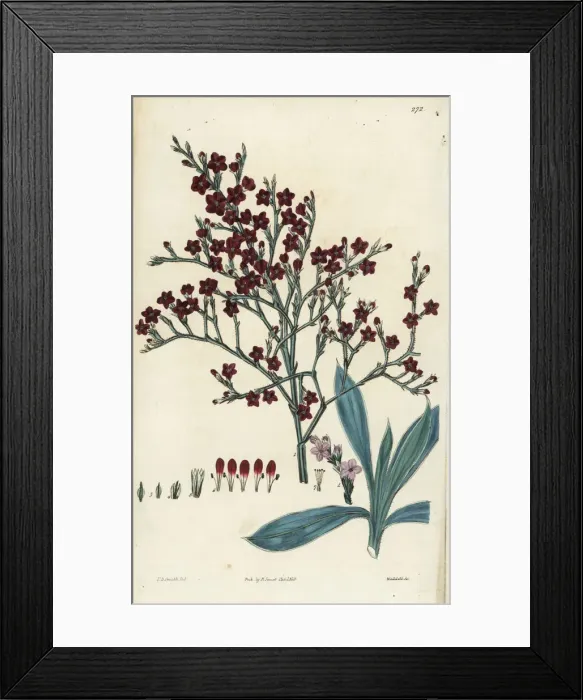 Framed Print : Goniolimon incanum Framed Print : Goniolimon incanum