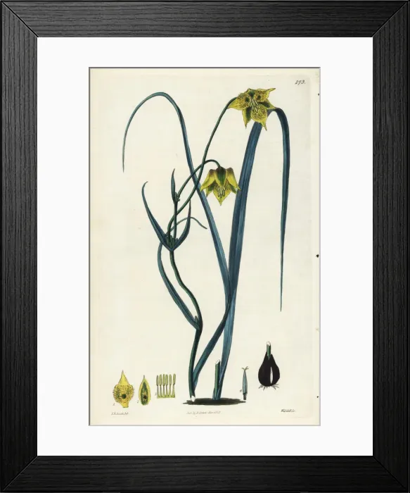 Framed Print : Calochortus barbatus Framed Print : Calochortus barbatus