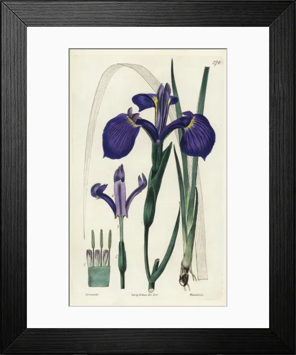 Framed Print : Three-toothed iris, Iris tridentata Framed Print : Three-toothed iris, Iris tridentata