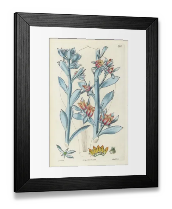 Framed Print : Largest-leaved echeveria, Echeveria grandifolia Framed Print : Largest-leaved echeveria, Echeveria grandifolia
