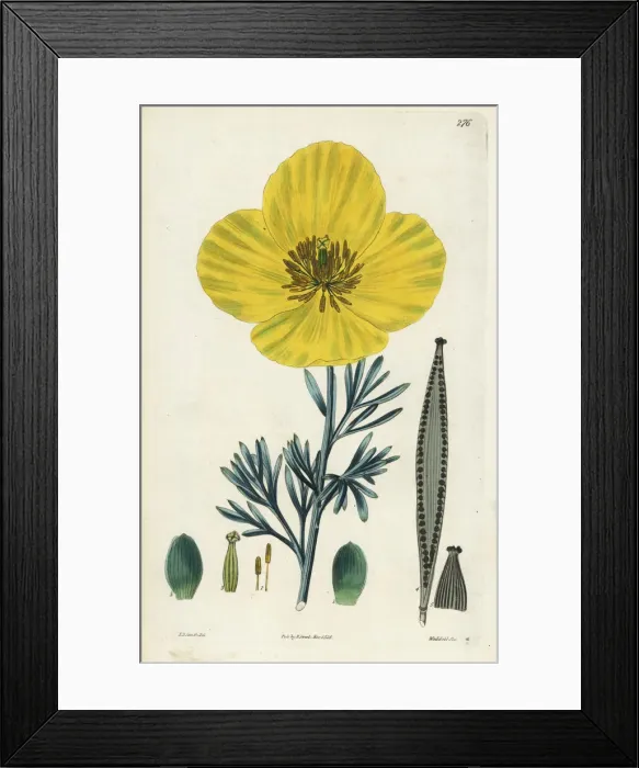 Framed Print : Mexican tulip poppy, Hunnemannia fumariaefolia Framed Print : Mexican tulip poppy, Hunnemannia fumariaefolia