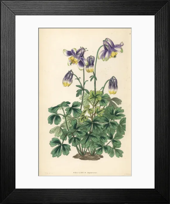 Framed Print : Slender-horned columbine, Aquilegia leptoceras Framed Print : Slender-horned columbine, Aquilegia leptoceras