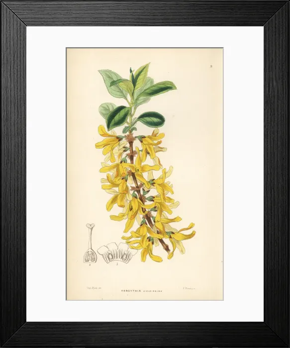 Framed Print : Dark green forsythia, Forsythia viridissima Framed Print : Dark green forsythia, Forsythia viridissima