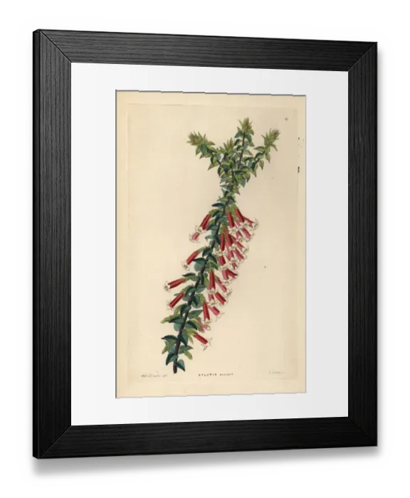 Framed Print : Fuchsia heath, Epacris longiflora Framed Print : Fuchsia heath, Epacris longiflora