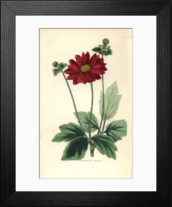Framed Print : Anemone scabiosa Framed Print : Anemone scabiosa