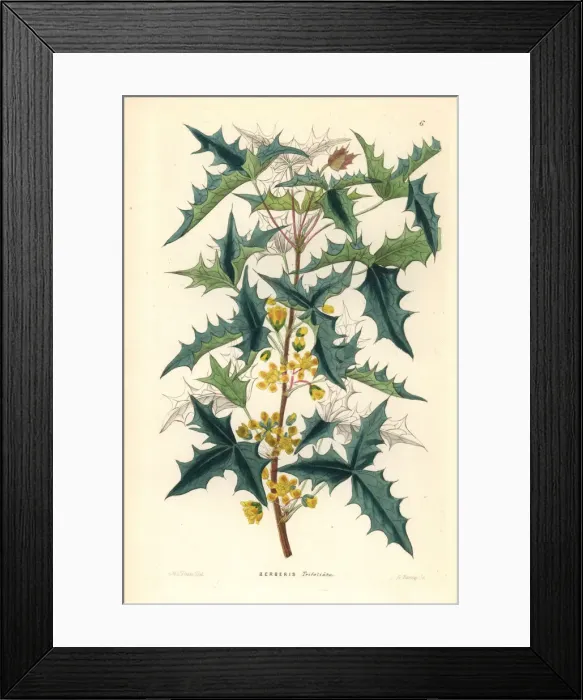 Framed Print : Three-leaved berberry, Berberis trifoliata Framed Print : Three-leaved berberry, Berberis trifoliata