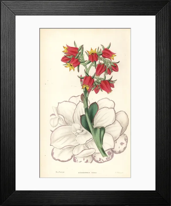 Framed Print : Echeveria fulgens Framed Print : Echeveria fulgens