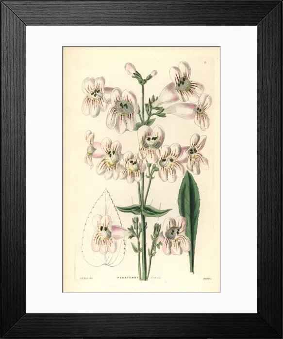Framed Print : Cobaea-flowered penstemon, Penstemon cobaea Framed Print : Cobaea-flowered penstemon, Penstemon cobaea