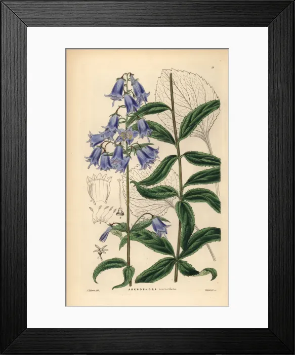 Framed Print : Japanese lady bell, Adenophora triphylla Framed Print : Japanese lady bell, Adenophora triphylla