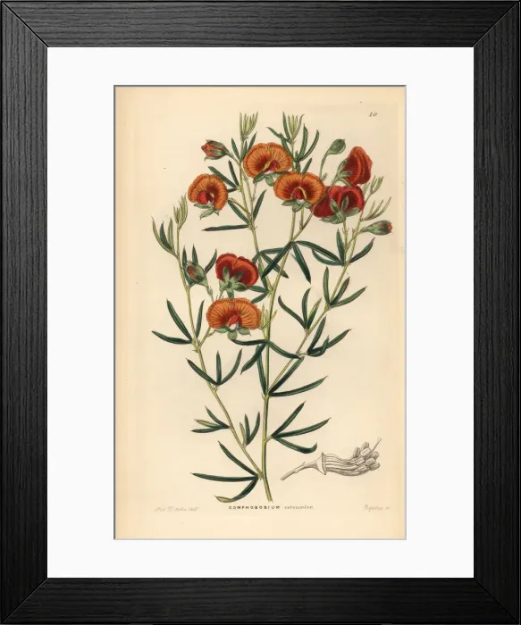 Framed Print : Changeable gompholobium, Gomphobobium versicolor Framed Print : Changeable gompholobium, Gomphobobium versicolor