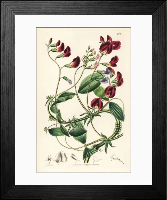 Framed Print : Round-leaved everlasting pea, Lathyrus rotundifolius Framed Print : Round-leaved everlasting pea, Lathyrus rotundifolius