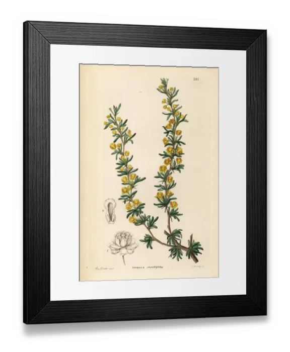 Framed Print : Crowberry-leaved berberry, Berberis empetrifolia Framed Print : Crowberry-leaved berberry, Berberis empetrifolia