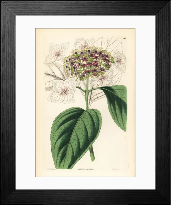Framed Print : Japan hydrangea, Hydrangea japonica Framed Print : Japan hydrangea, Hydrangea japonica