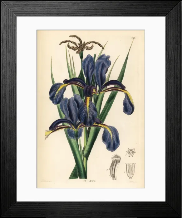 Framed Print : Late-flowering blue iris, Iris spuria Framed Print : Late-flowering blue iris, Iris spuria