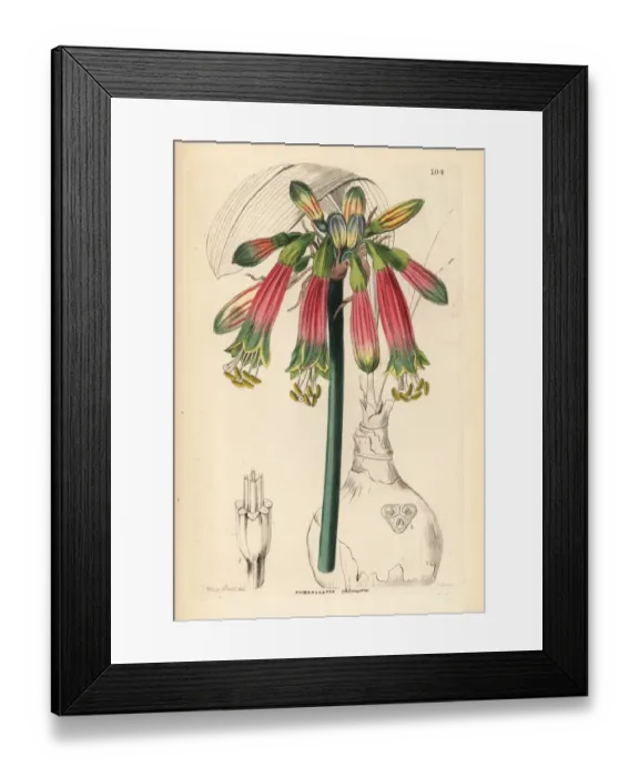 Framed Print : Queen amaryllis, Phaedranassa dubia Framed Print : Queen amaryllis, Phaedranassa dubia