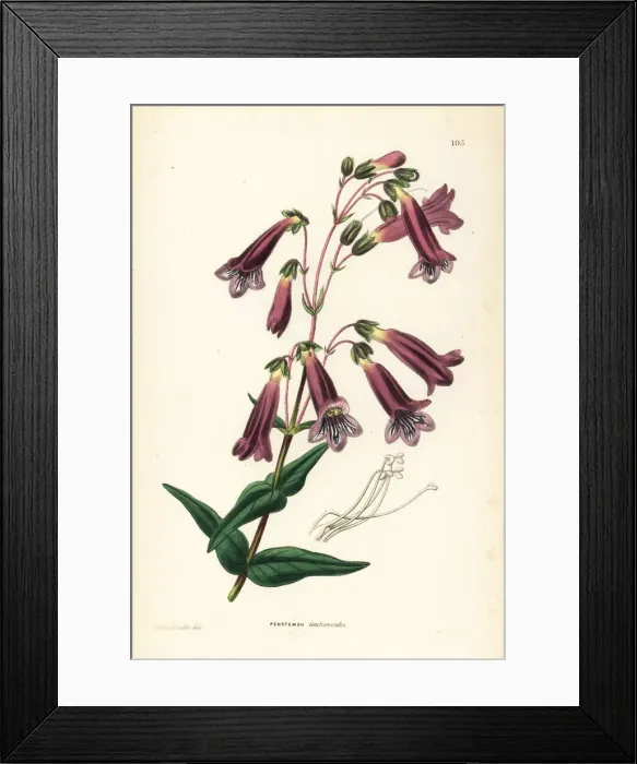 Framed Print : Hartwegs penstemon, Penstemon hartwegii Framed Print : Hartwegs penstemon, Penstemon hartwegii