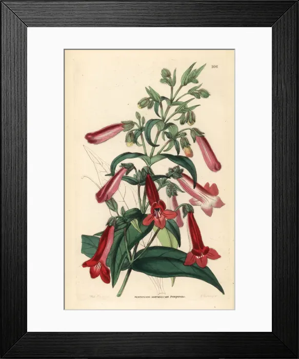 Framed Print : Transparent flowered Hartwegs penstemon Framed Print : Transparent flowered Hartwegs penstemon