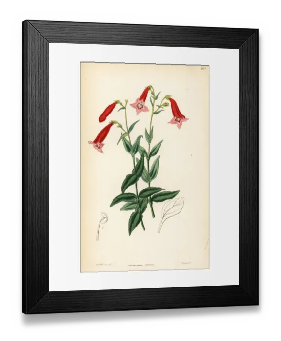 Framed Print : Vermilion penstemon, Penstemon miniatus Framed Print : Vermilion penstemon, Penstemon miniatus