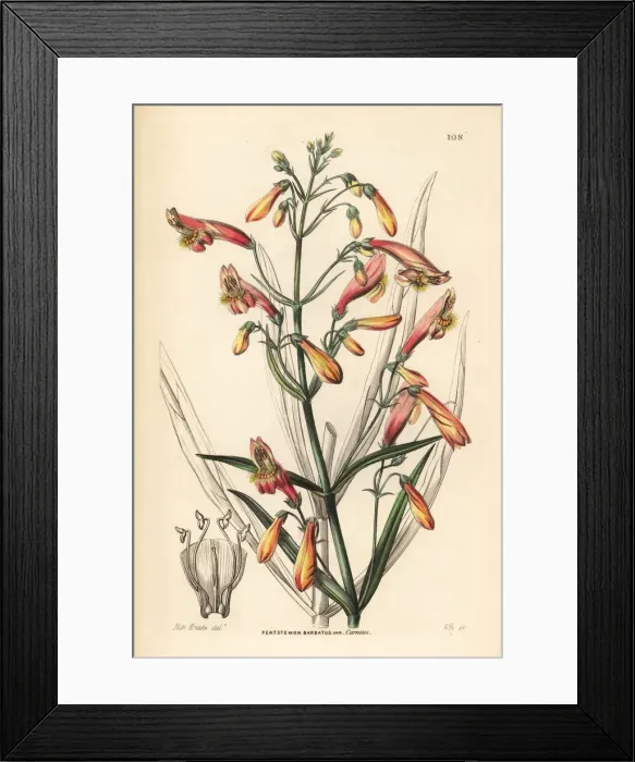 Framed Print : Flesh-coloured bearded penstemon, Penstemon Framed Print : Flesh-coloured bearded penstemon, Penstemon