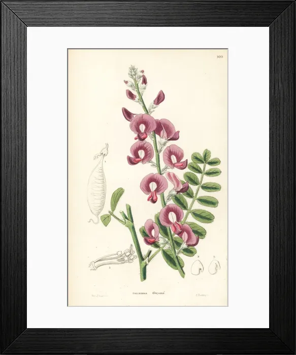 Framed Print : Captain Greys swainsonia or darling pea, Swainsona greyana Framed Print : Captain Greys swainsonia or darling pea, Swainsona greyana