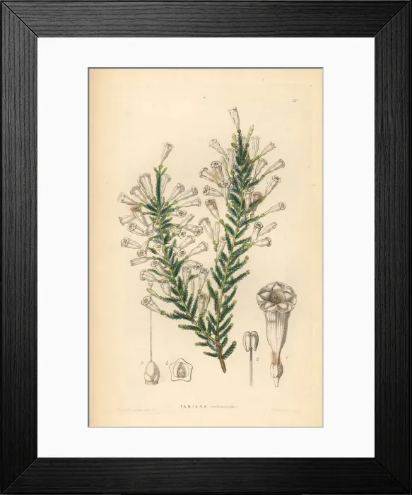 Framed Print : Imbricated fabiana, Fabiana imbricata Framed Print : Imbricated fabiana, Fabiana imbricata