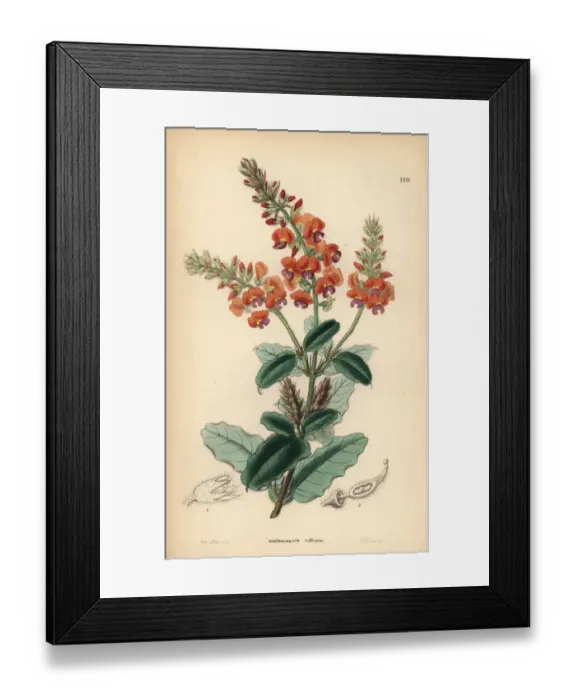 Framed Print : Shaggy gastrolobe or crinkle-leaved poison Framed Print : Shaggy gastrolobe or crinkle-leaved poison