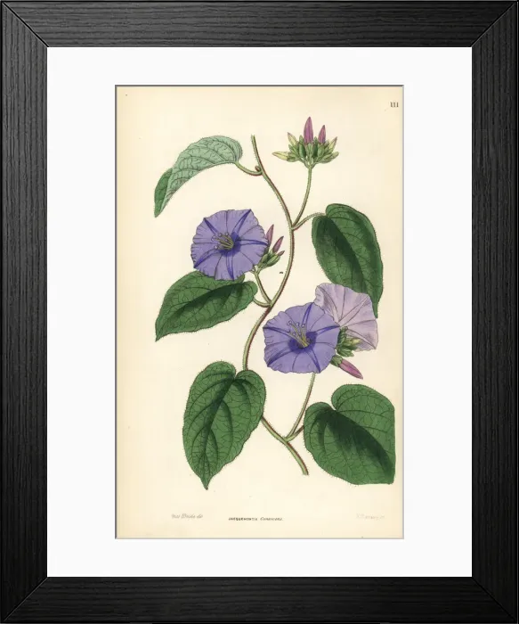 Framed Print : Skyblue clustervine, Jacquemontia pentanthos Framed Print : Skyblue clustervine, Jacquemontia pentanthos