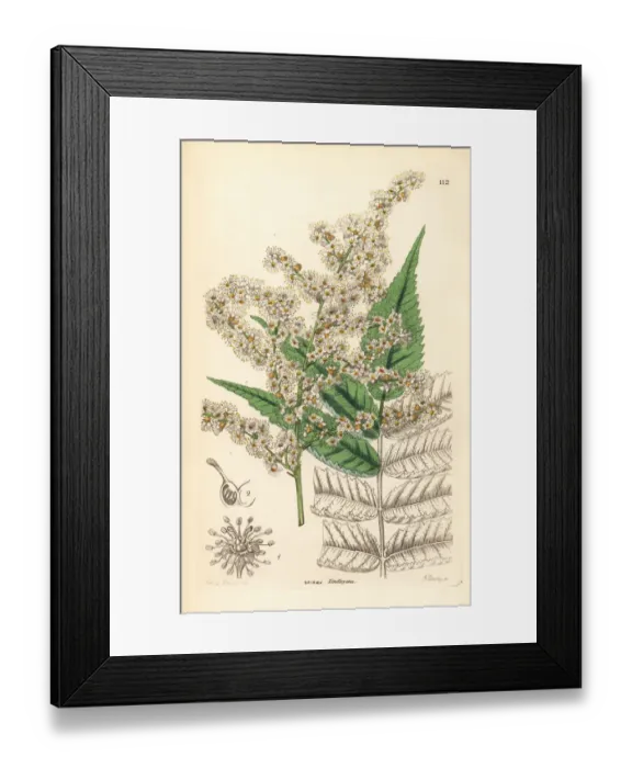 Framed Print : Sorbaria tomentosa Framed Print : Sorbaria tomentosa