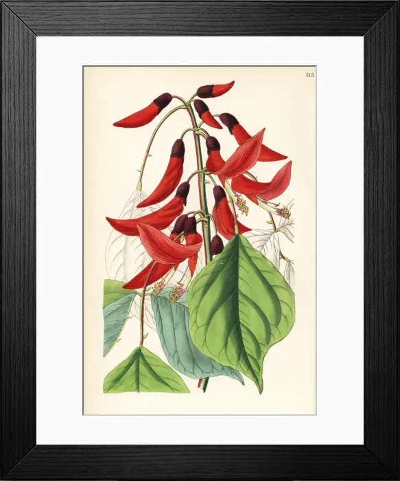 Framed Print : Mr. Bidwills erythrina, Erythrina bidwillii Framed Print : Mr. Bidwills erythrina, Erythrina bidwillii