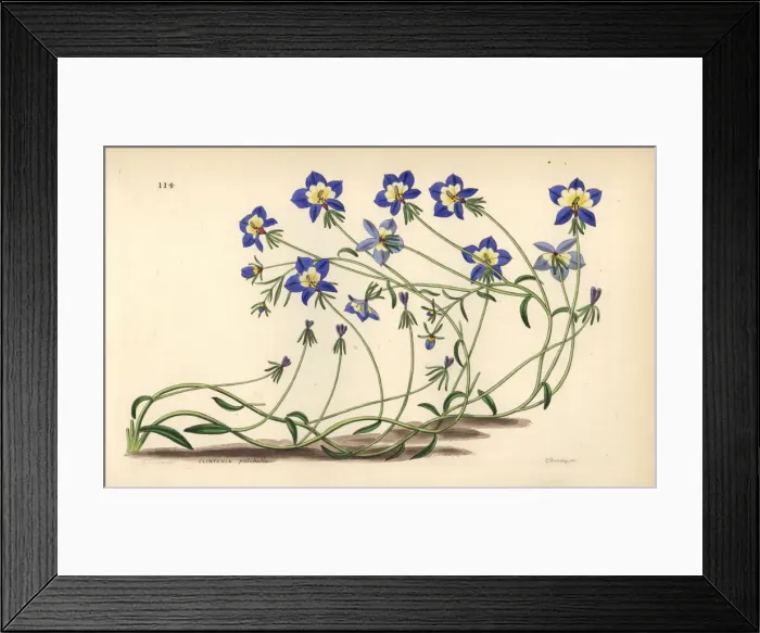 Framed Print : Flatface calicoflower, Downingia pulchella Framed Print : Flatface calicoflower, Downingia pulchella