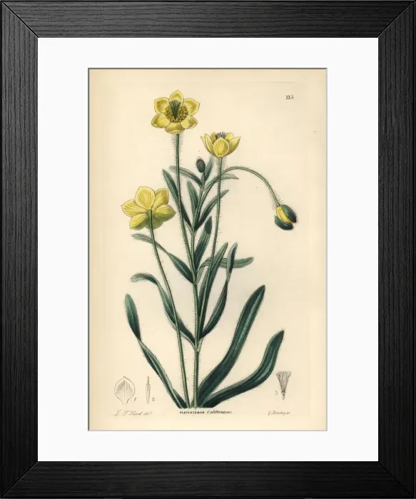 Framed Print : Creamcups or Californian platystemon, Platystemon Framed Print : Creamcups or Californian platystemon, Platystemon