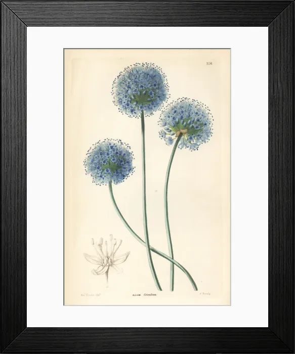 Framed Print : Blue leek, Allium caeruleum Framed Print : Blue leek, Allium caeruleum