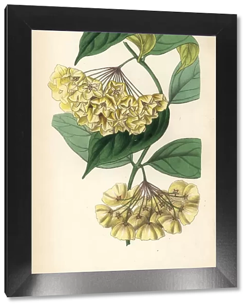 Bell-flowered physostelma, Physostelma campanulatum