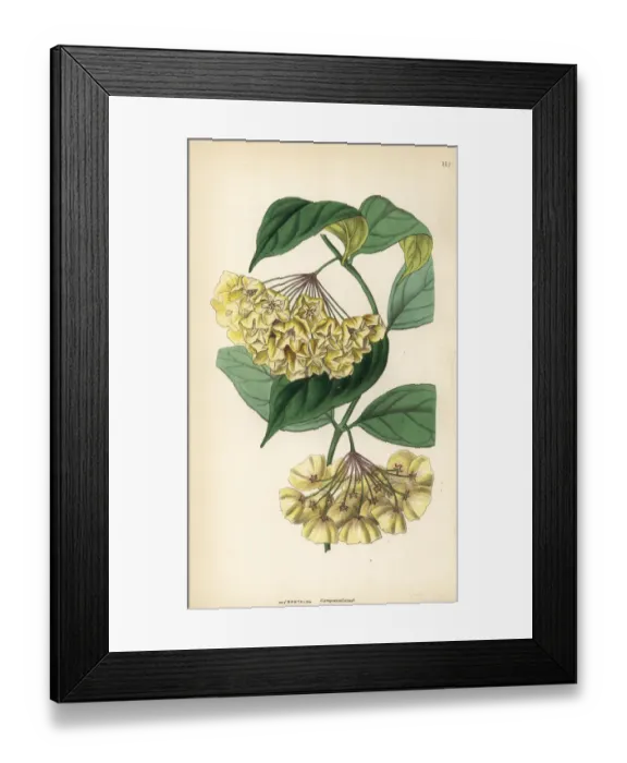 Framed Print : Bell-flowered physostelma, Physostelma campanulatum Framed Print : Bell-flowered physostelma, Physostelma campanulatum
