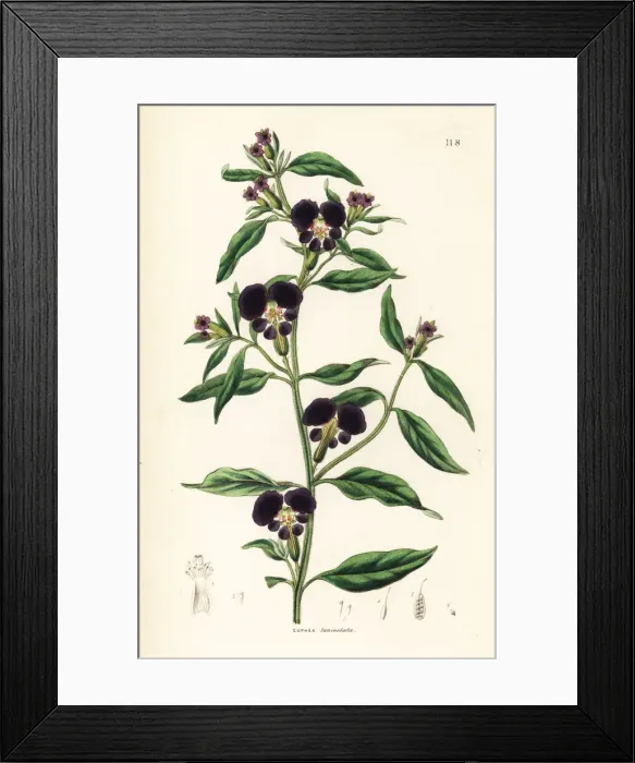 Framed Print : Cigar flower or lance-leaved cuphea, Cuphea lanceolata Framed Print : Cigar flower or lance-leaved cuphea, Cuphea lanceolata